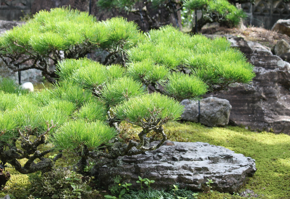 町木「松」