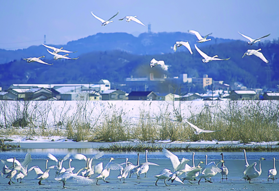 町鳥「ハクチョウ」