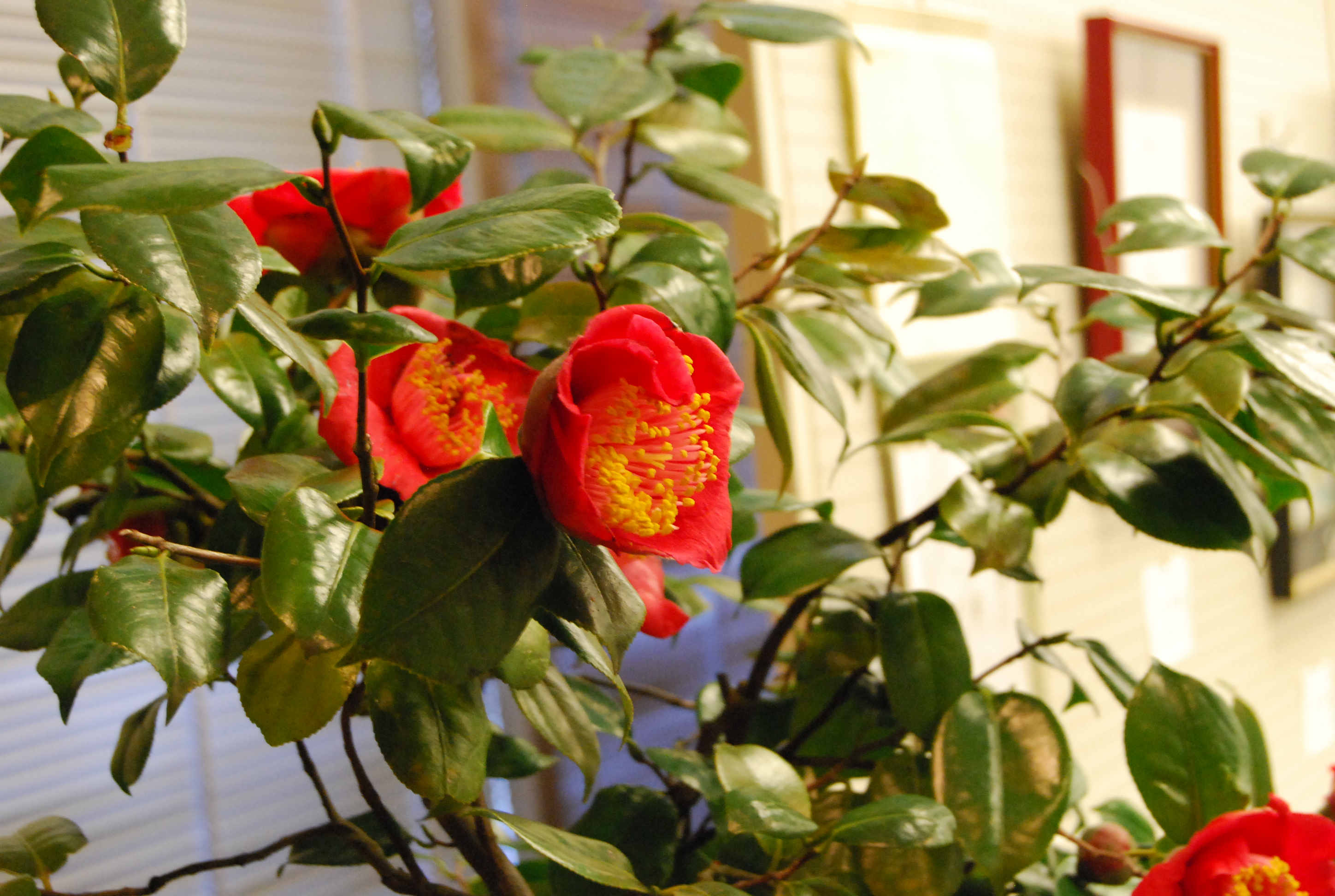 第43回津幡町椿展の画像1