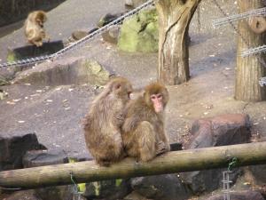 石川県森林公園の猿の画像