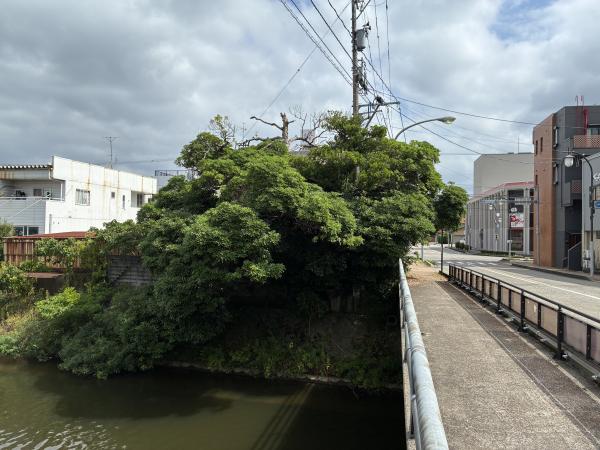 おやど橋のタブノキの写真