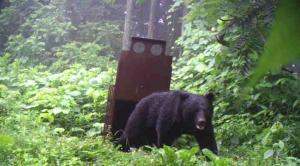 クマ写真