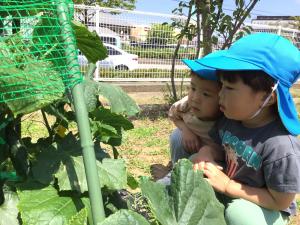 畑の野菜を観察する園児